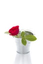 Red rose in a pail Royalty Free Stock Photo