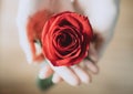 Red rose in the palms (hands) of the girl. Valentine's day, love concept