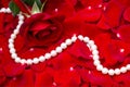 Red rose and pearls on petals red roses background Royalty Free Stock Photo