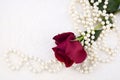 Red Rose and Pearls Royalty Free Stock Photo