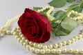 Red rose and pearls on white background Royalty Free Stock Photo