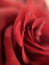 red rose petal approximation effect Royalty Free Stock Photo