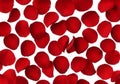 Red rose petal background