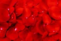 Red rose petal background Royalty Free Stock Photo