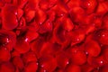 Red rose petal background Royalty Free Stock Photo
