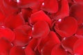 Red rose petal background for design Royalty Free Stock Photo