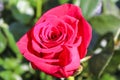 Red Rose Petal Beauty Holiday Birthday Natural Fresh Nature Royalty Free Stock Photo