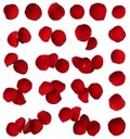 Red rose petal collection isolated Royalty Free Stock Photo