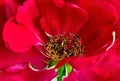 Red rose but and petal floral background gardening macro