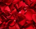 Red rose petals. Royalty Free Stock Photo