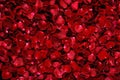 Red rose petals Royalty Free Stock Photo