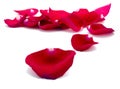 Red rose petals Royalty Free Stock Photo