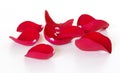 Red Rose Petals