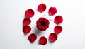 Red Rose and Petals Arranged in a Circle Royalty Free Stock Photo