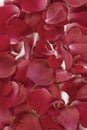 Red rose petals background Royalty Free Stock Photo