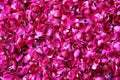 Red rose petals background Royalty Free Stock Photo