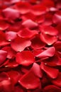 red rose petals background rose background red rose petals Royalty Free Stock Photo