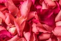 Red rose petals background Royalty Free Stock Photo