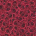 Vitage Red Rose Petals Background Royalty Free Stock Photo