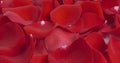 Red rose petals background Royalty Free Stock Photo