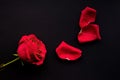 Red rose and petals on a black background Royalty Free Stock Photo