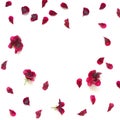 Red rose petals breeze, isolated on white Royalty Free Stock Photo