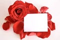 Red rose and petals with card and space for text Royalty Free Stock Photo