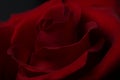 Red rose close-up abstract background Royalty Free Stock Photo