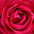 Red rose petals closeup