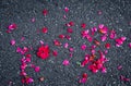Red rose petals on concrete road surface Royalty Free Stock Photo