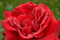 Red rose petals with dew drops, close-up Royalty Free Stock Photo