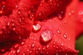 Red rose petals with dew drops, close up, soft focus Royalty Free Stock Photo