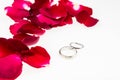 Red rose petals with diamond ring on white Royalty Free Stock Photo