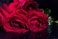 Red rose petals and drops of water. Lush red roses on a black background Royalty Free Stock Photo