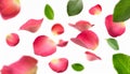 red rose petals falling or floating in the air isolated on white background with green leaves. Generative AI Royalty Free Stock Photo