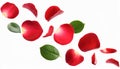 red rose petals falling or floating in the air isolated on white background with green leaves. Generative AI Royalty Free Stock Photo