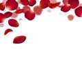 Red rose petals falling on white background vector illustration Royalty Free Stock Photo