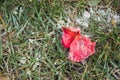 Red rose petals on green grass in hoarfrost Royalty Free Stock Photo