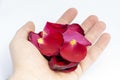 Red rose petals in a hand on white background Royalty Free Stock Photo