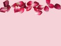 Red rose petals isolated on pastel pink background