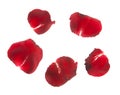 Red rose petals isolated Royalty Free Stock Photo