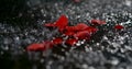 Red rose petals lie alone in a puddle in the pouring rain