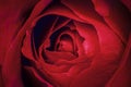 Red rose petals macro photography