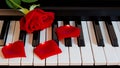 Red rose and petals on piano keys. Celebration, congratulations, music, theater. international women`s day, mother`s day, romanc Royalty Free Stock Photo