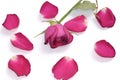 Red Rose Petals and a Rose Royalty Free Stock Photo