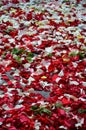 Red rose petals scattered on the pavement Royalty Free Stock Photo