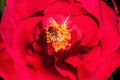 Red rose petals and stamens Royalty Free Stock Photo