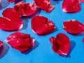 Red rose petals in water beads on a rich blue background. Abstract love theme background Royalty Free Stock Photo