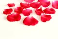 Red rose petals on white background with copy space. Royalty Free Stock Photo