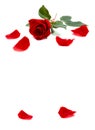 Red rose and petals on a white background with space for text Royalty Free Stock Photo